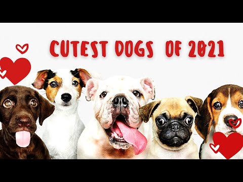 Cutest Dogs of 2021