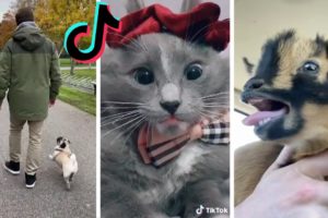 Cutest Pets & Funniest Animals of TikTok Compilation