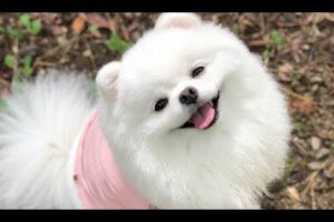 Cutest Pomeranian Barking Compilation