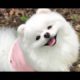Cutest Pomeranian Barking Compilation
