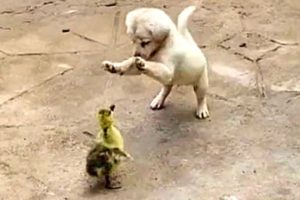 Cutest Puppies And Baby Animals ? Baby Cats ? Baby Animals ? Funny Pet Animals Life