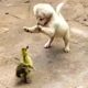 Cutest Puppies And Baby Animals ? Baby Cats ? Baby Animals ? Funny Pet Animals Life