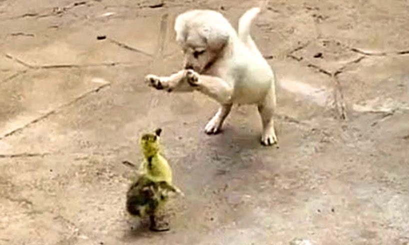 Cutest Puppies And Baby Animals ? Baby Cats ? Baby Animals ? Funny Pet Animals Life