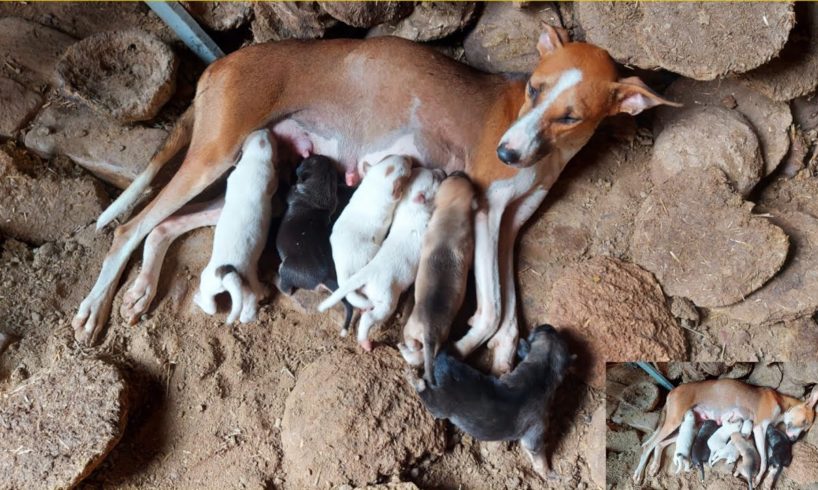 Cutest Puppies | Dog Mother And Cute Puppies | Puppies | Vlog | Puppies Vlog | Zohaib Pendu