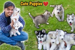 Cutest Puppies In The World | HUSKY PUPPIES | Dog Kennel | Low Price | simply pratik vlogs