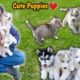 Cutest Puppies In The World | HUSKY PUPPIES | Dog Kennel | Low Price | simply pratik vlogs
