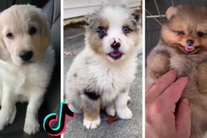 Cutest Puppies on TikTok ~ Doggos Doing Funny Things TIK TOK ~ 2021