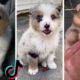 Cutest Puppies on TikTok ~ Doggos Doing Funny Things TIK TOK ~ 2021