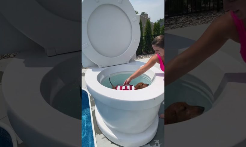 Cutest Puppy Ever Swimming in Worlds Largest Toilet and Jumping in Pool #shorts