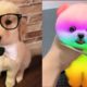 Cutest Puppy In The World 2021 | Funny And Cute Pomeranian Puppies Tiktok | Cute Baby Animals