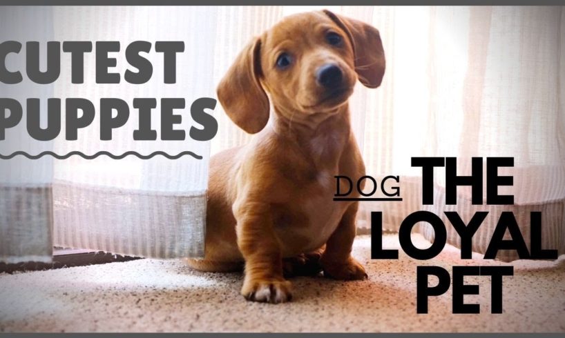 Cutest puppies |  Footages of The loyal animal | facts