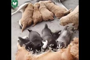 Cutest puppies compilation video golden retriever puppies video sibirian husky puppies  #shorts