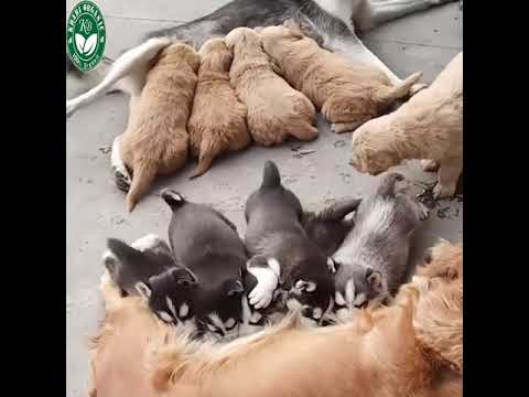 Cutest puppies compilation video golden retriever puppies video sibirian husky puppies  #shorts