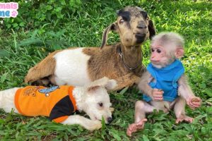 Dad takes care of BiBi monkey, goat and puppy