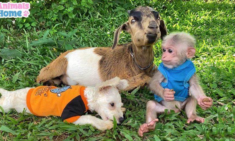 Dad takes care of BiBi monkey, goat and puppy