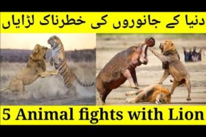 Dangerous Animal Fights # 5 Craziest Animal Fights in Hindi/Urdu # shout info with duaa