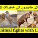 Dangerous Animal Fights # 5 Craziest Animal Fights in Hindi/Urdu # shout info with duaa
