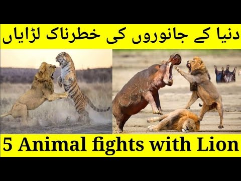 Dangerous Animal Fights # 5 Craziest Animal Fights in Hindi/Urdu # shout info with duaa