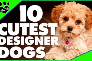 Designer Dogs 101: Today's Most Adorable Designer Dog Breeds Cutest Dogs