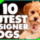 Designer Dogs 101: Today's Most Adorable Designer Dog Breeds Cutest Dogs