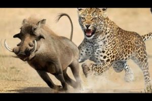 Discovery Wild Animal Fights discovery channeliscovery channel in hindi discovery channel 2021