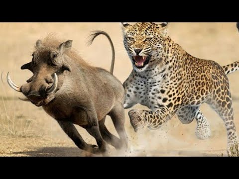 Discovery Wild Animal Fights discovery channeliscovery channel in hindi discovery channel 2021