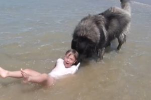 Dog Rescues Girl Playing in Ocean