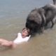 Dog Rescues Girl Playing in Ocean