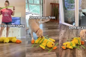 Dog Rescues His Duck Toy