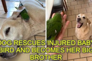 Dog Rescues Injured Baby Bird And Becomes Her Big Brother