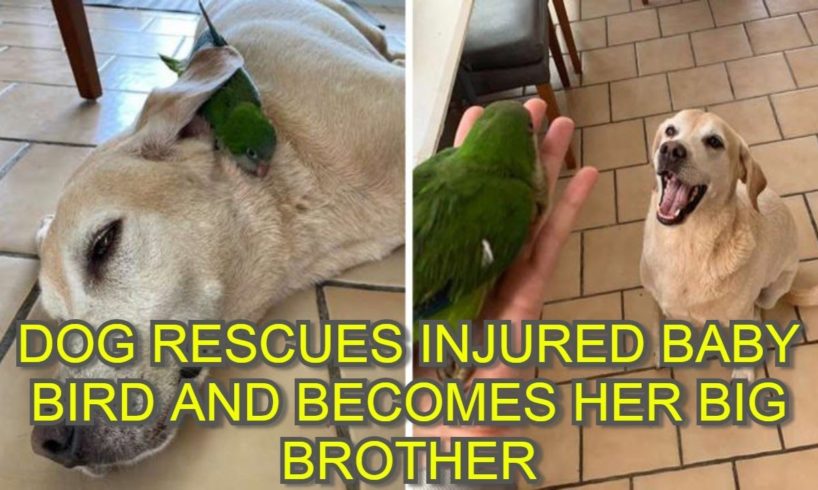 Dog Rescues Injured Baby Bird And Becomes Her Big Brother
