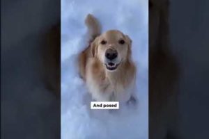 Dog play with Snow #shorts
