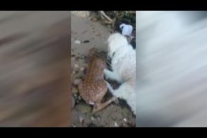 Dog rescues deer fawn struggling in water