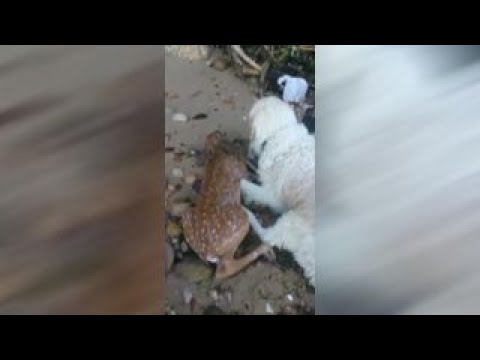 Dog rescues deer fawn struggling in water