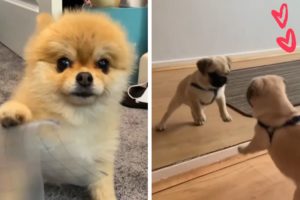 Dogs Doing Funny Things Compilation ~ Try Not To Say AWWW!  (Cutest Puppies)