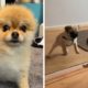 Dogs Doing Funny Things Compilation ~ Try Not To Say AWWW!  (Cutest Puppies)