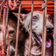Dogs Rescued from Slaughter | Dog Rescue Videos | WOA Mew