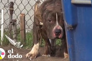 El perrito más amable es rescatado de las calles | El Dodo