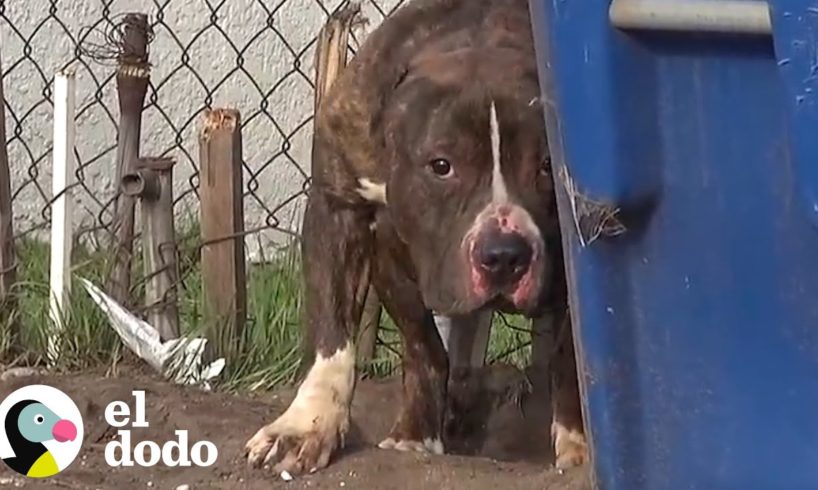 El perrito más amable es rescatado de las calles | El Dodo