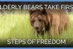 Elderly Bears Take First Steps of Freedom | PETA Animal Rescues