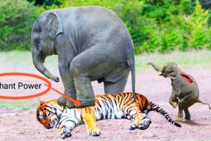 Elephant power || discovery || wildlife|| Animals Fights || Shorts ||