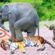 Elephant power || discovery || wildlife|| Animals Fights || Shorts ||