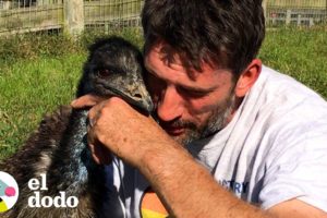 Emú sigue a su papá humano a todos lados | El Dodo