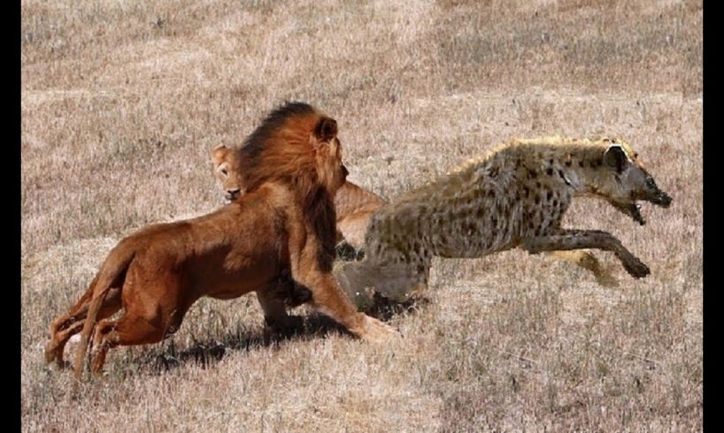 Epic Angry Lion hunts a hyena