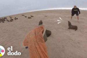 Esta foquita espera a que su mamá sea rescatada | El Dodo