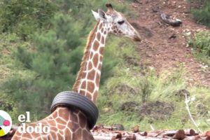 Esta jirafa tiene una llanta atascada en su cuello | El Dodo