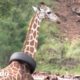 Esta jirafa tiene una llanta atascada en su cuello | El Dodo