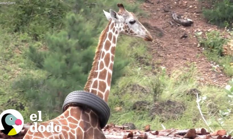 Esta jirafa tiene una llanta atascada en su cuello | El Dodo