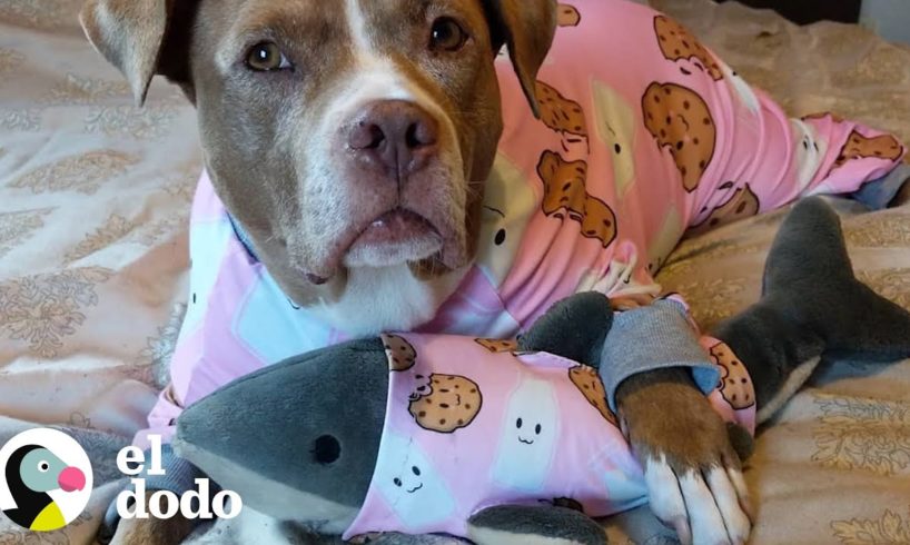 Esta perrita está obsesionada con su tiburón de peluche | El Dodo