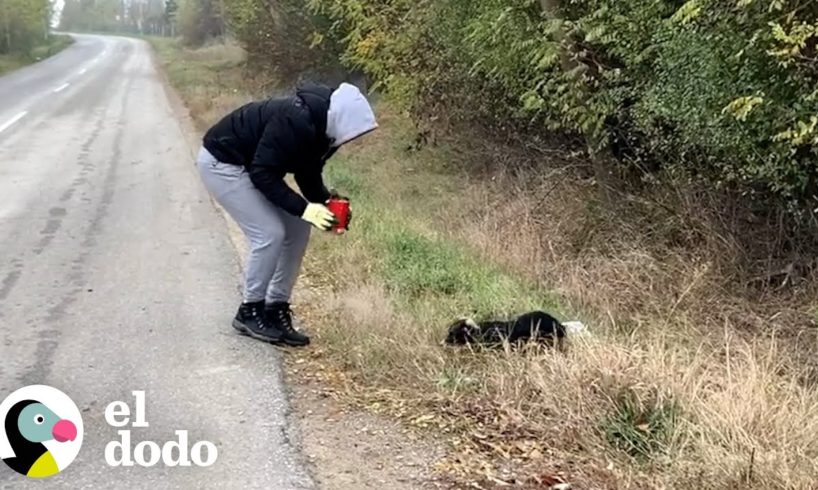 Esta perrita no tiene intenciones de ser rescatada | El Dodo